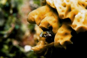 Secretary Blenny Playing peek-a-boo, Bonaire. Nikon D100 ... by Tom Huff 